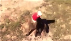 Video youtube, cane salve l'amico gatto incastrato nel bicchiere