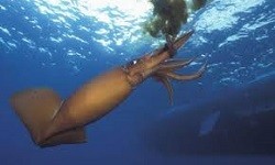 Calamaro Gigante