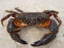  Crab 