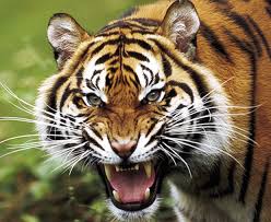 tigre