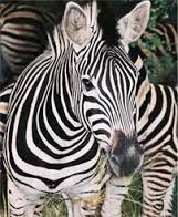 Zebre strisce