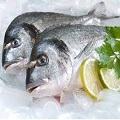 pesce probiotico