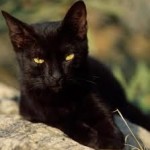 Gatto Nero