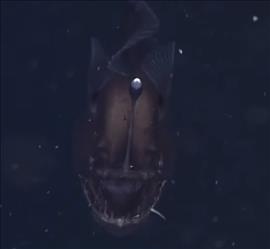 "Mostro marino nero", filmata per la prima volta la spaventosa creatura degli abissi [VIDEO]