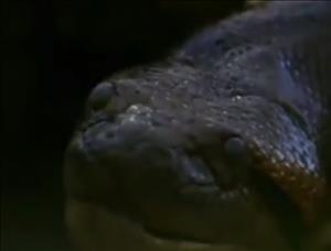 Mangiato vivo da un'anaconda, Paul Rosolie su Discovery Channel fallisce il test [VIDEO]
