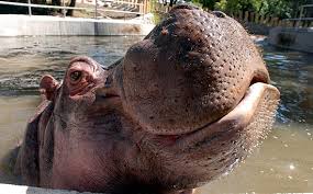 Ippopotamo