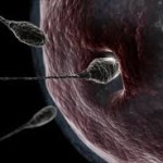 Spermatozoo Ovulo Concepimento