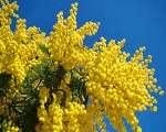 Festa della Donna Mimosa