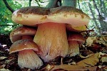 Funghi