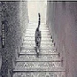 Gatto Scale