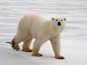 Orso Bianco