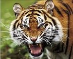 tigre