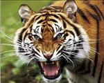 tigre