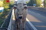 Toro Autostrada