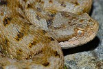 Vipera