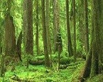 Alberi Foresta