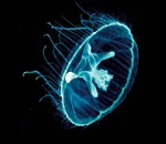 Meduse