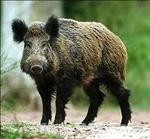 cinghiale