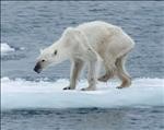 orso bianco