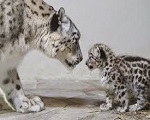 Leopardo delle nevi