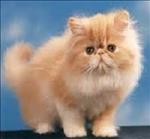 gatto