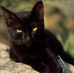 gatto nero
