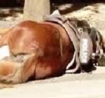 Abbraccio Cavallo Morente