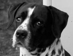 Cane abbandonato