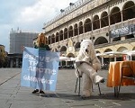 Orso Polare Roma Greenpeace