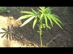 Cannabis