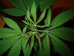Cannabis