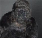 Gorilla Koko