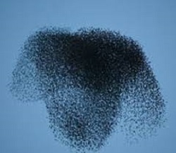 Roma Guano