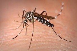 https://www.news24web.it/300912016/brasile-virus-zika-gravidanza-donne-a-rischio-oltre-3500-i-acsi-di-microcefalia/