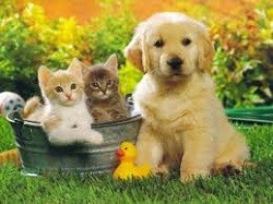 Cani Gatti