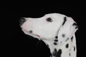 Dalmata