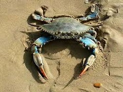 Granchio specie anfibie