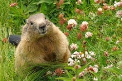 marmotta Phil