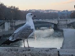 Gabbiano Roma