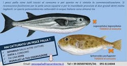 Pesce Palla