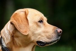 Cane Labrador