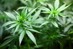 Cannabis effetti terapeutici