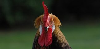 Gallina