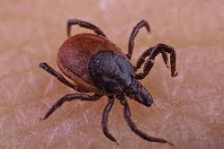 Zecca meningoencefalite