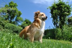 cane-giardino