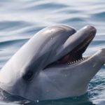 delfino-linguaggio