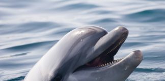 delfino-linguaggio