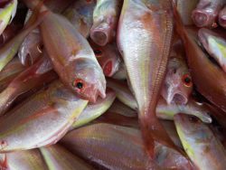 dieta-pesce