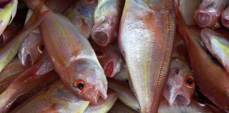 dieta-pesce