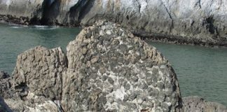 Stromatolite fossile